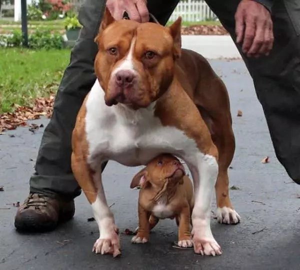 Body Guard Duty