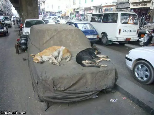 Dog Bed
