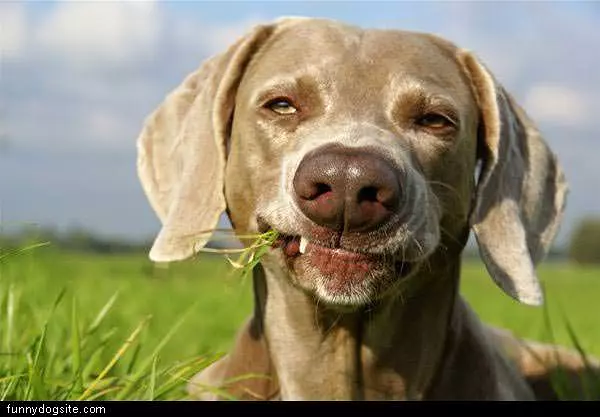 Grassy Smile