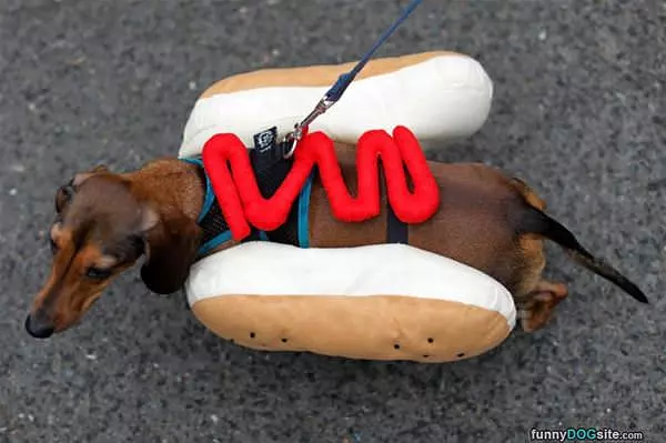 Hot Dog