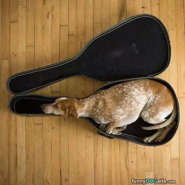 Guitar Box Bed