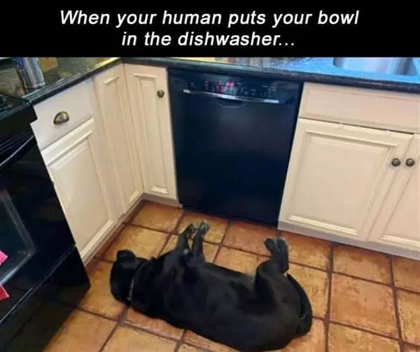 In The Dishwasher