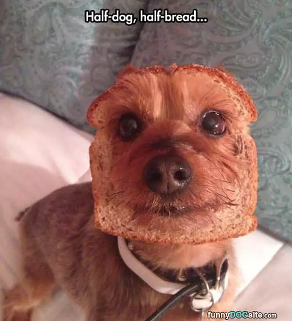 Half Dog