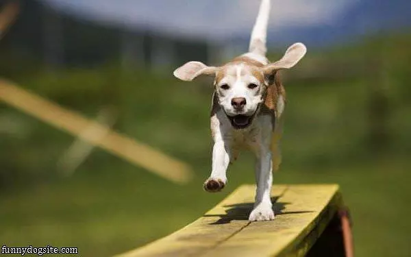 Running Free