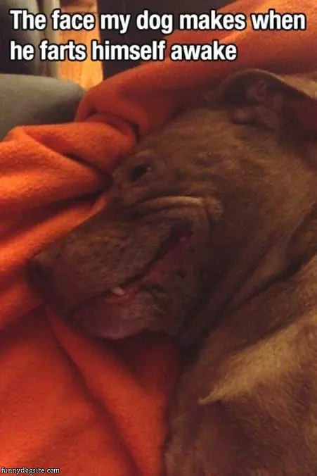 Farts Himself Awake