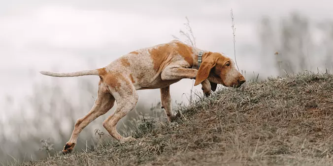 Bracco Italiano