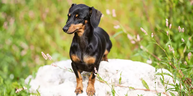 Black and Tan Coonhound puppy