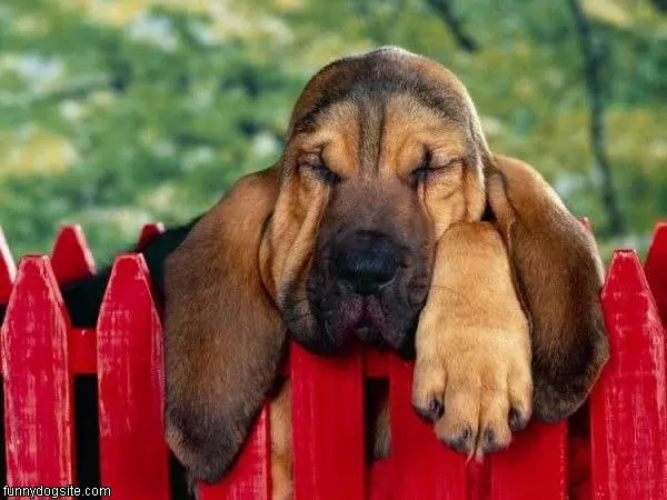Im Sleepy