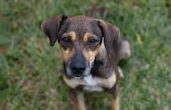 Mutt cute