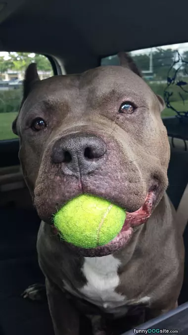 Got My Ball