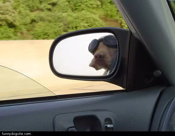 Doggles