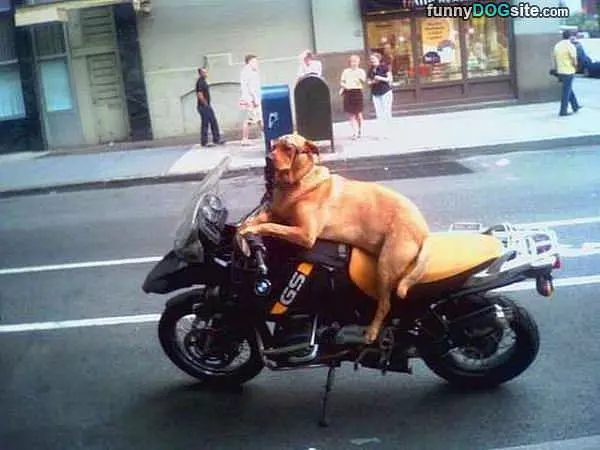Protecting My Ride