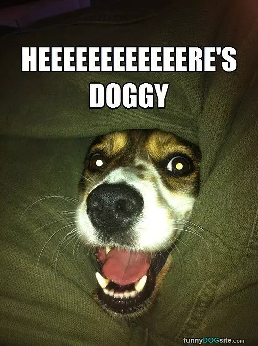 Herrres Doggy