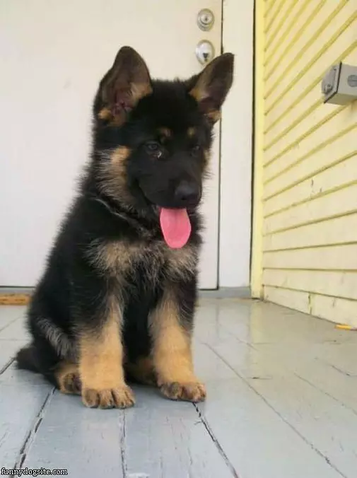 Im A Small Puppy For Now