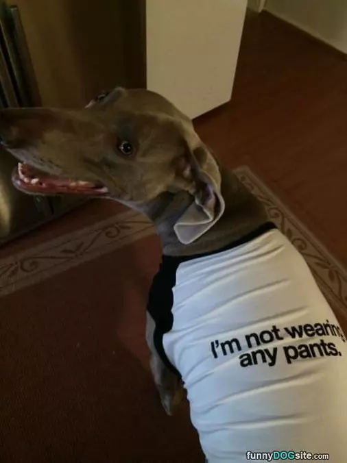 Not Wearing Any Pants