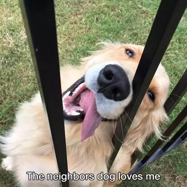 Dog Loves Me
