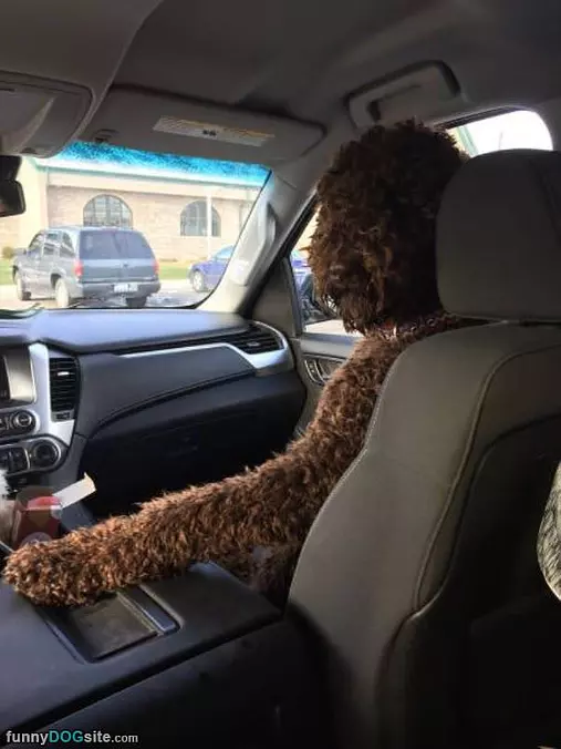 Buckle Up Back There