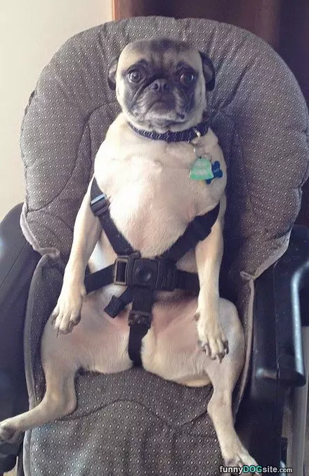 Buckled In