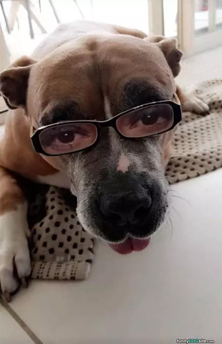 Glasses
