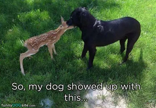 My Dog Showed Up Now