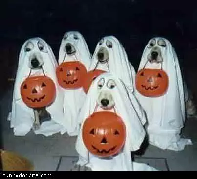 Trick Or Treat Dogs
