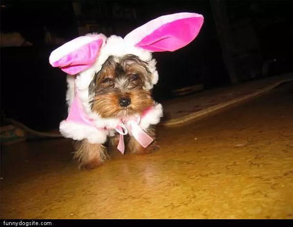 Bunny Ears
