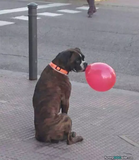 I Has A Balloon