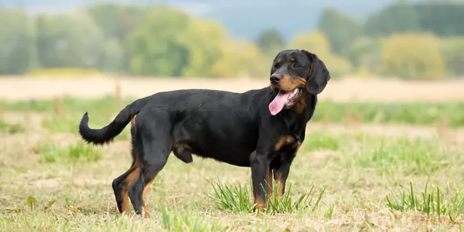 Black Slovensky Kopov