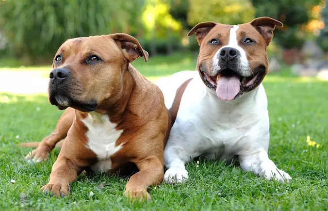 American Staffordshire Terr...