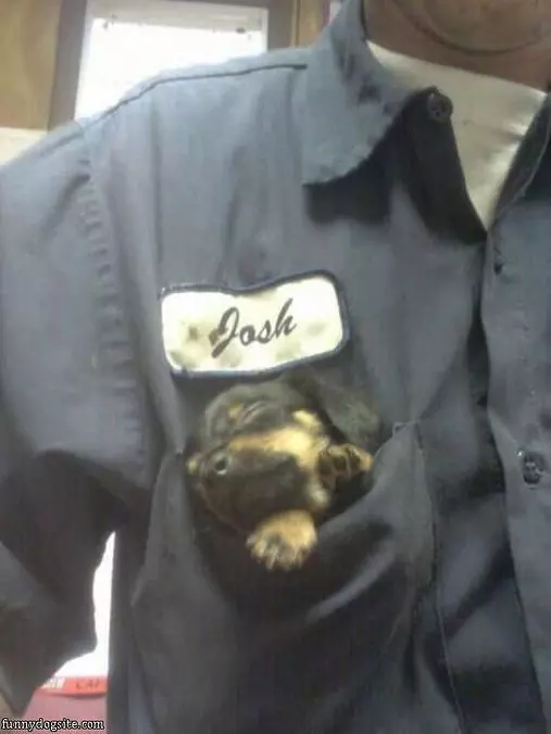 Pocket Puppy
