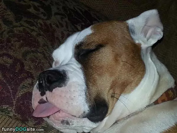 Sweetest Dreams