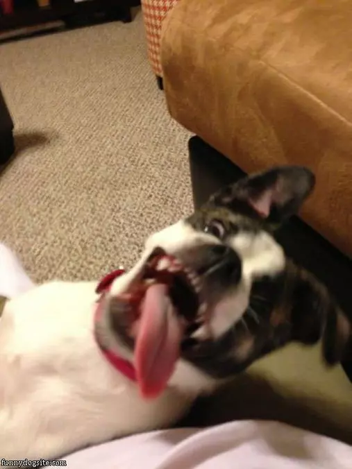 The Crazy Psycho Dog