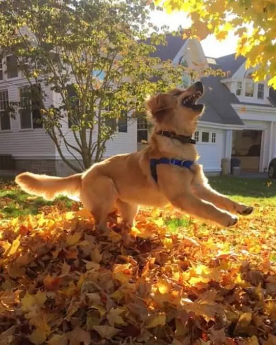 The Fall Is My Favorite