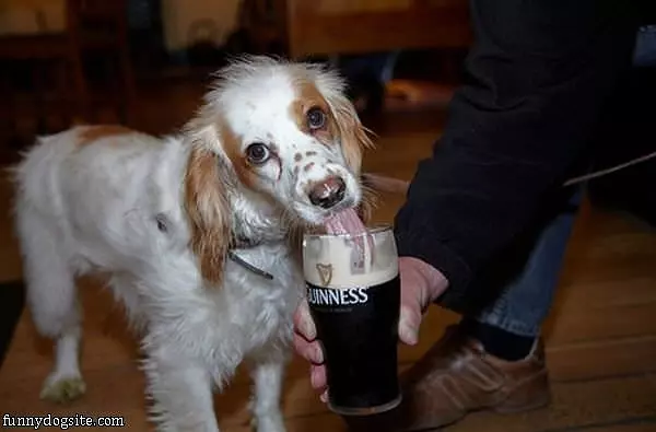 Guiness Dog