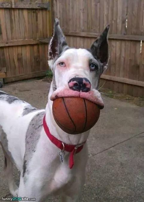 Some Big Fetch
