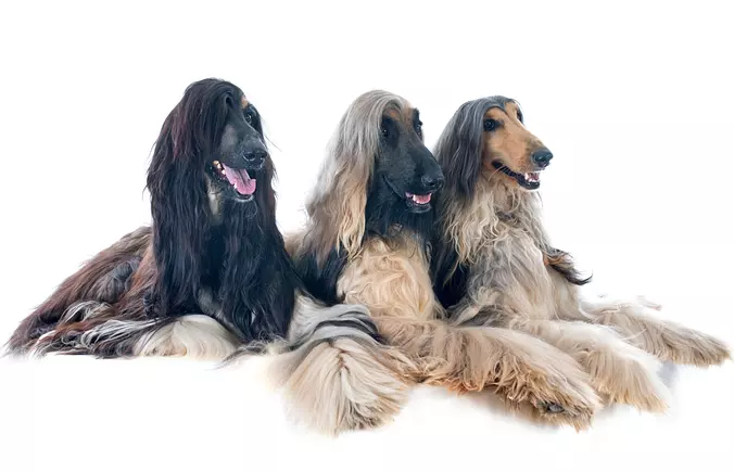 Afghan Hound Family