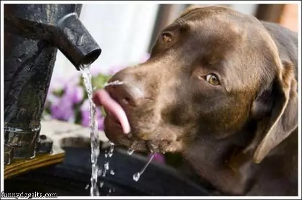 I Loves Me Water