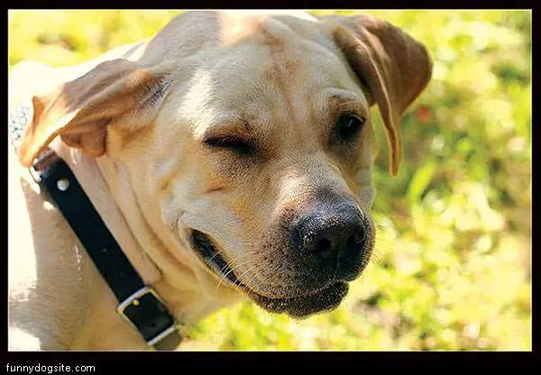 Woof Woof