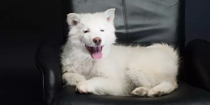 Yakutian Laika puppy