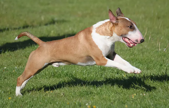 Bull Terrier having fun