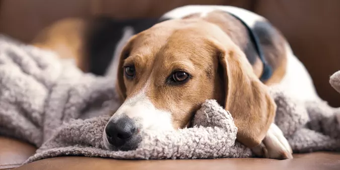 Treeing Walker Coonhound relax