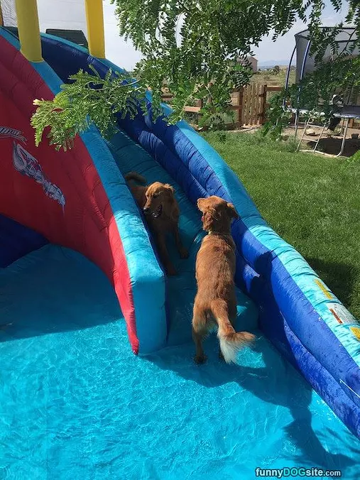 The Dog Park