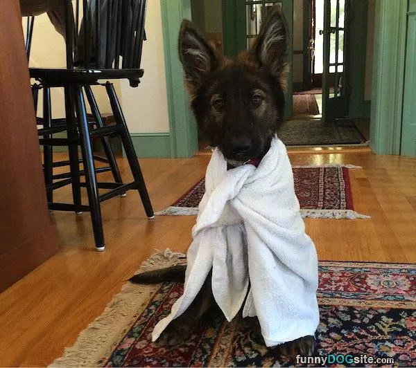 I Am Superdog