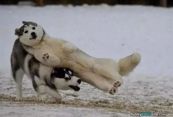 I Forgot How To Dog