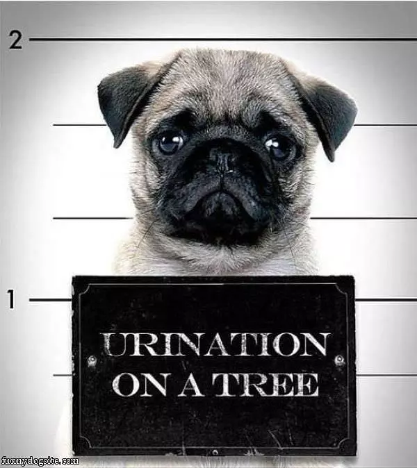 Busted