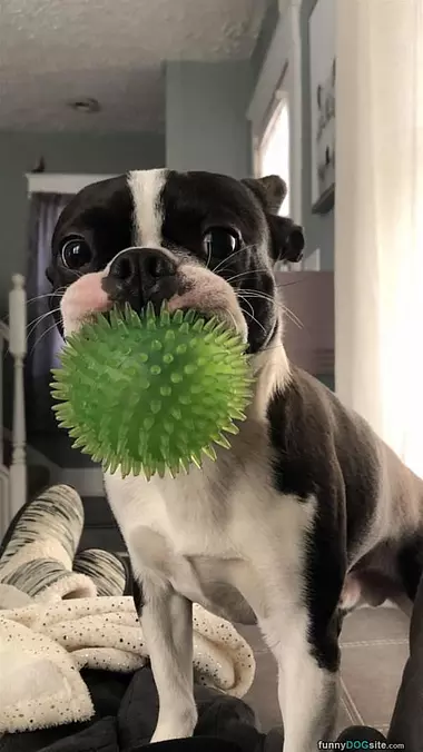 Fetching The Ball