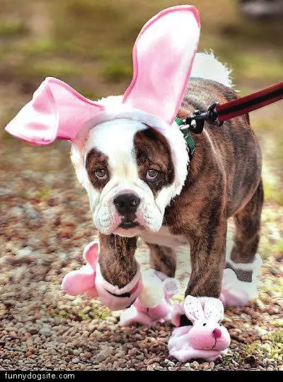 Sad Bunny