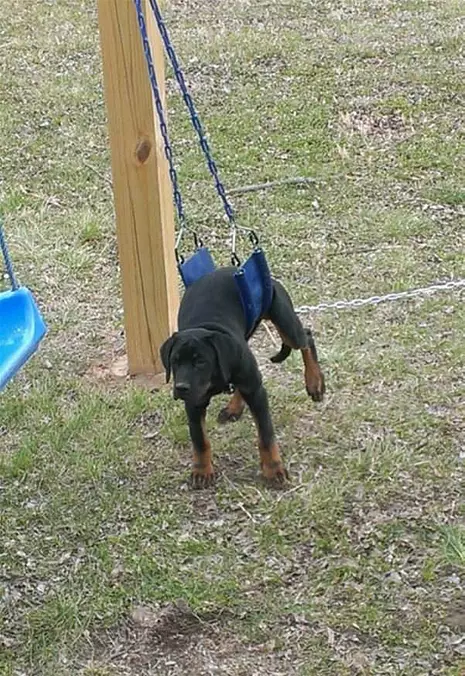 Swing Swing