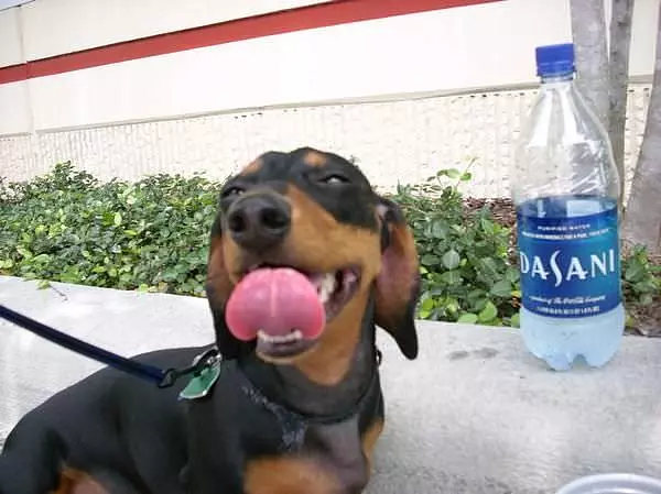 Hurley Loves Dasani