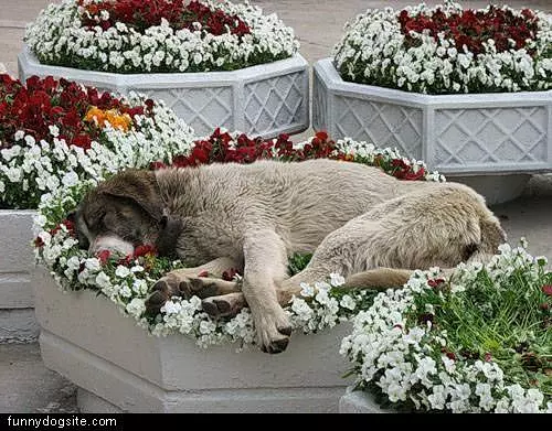 Nie Warm Bed